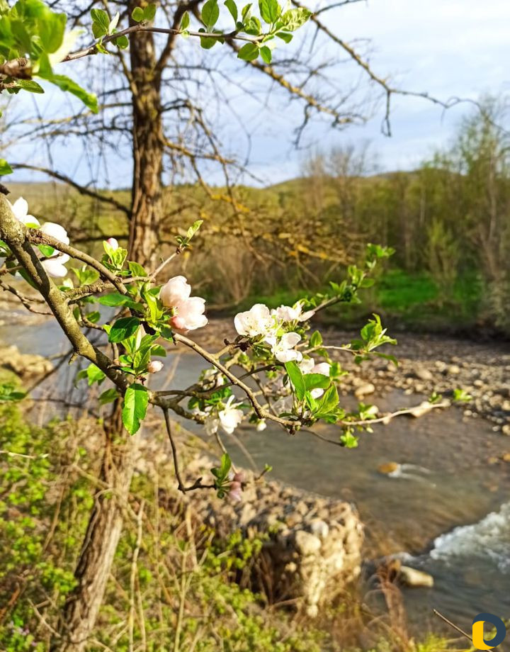 Сдаем беседки в лесу у реки