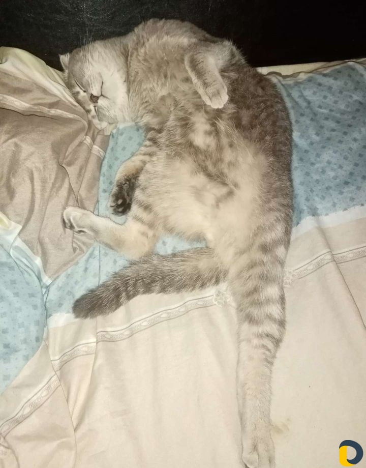 Шотландский вислоухий кот для вязки