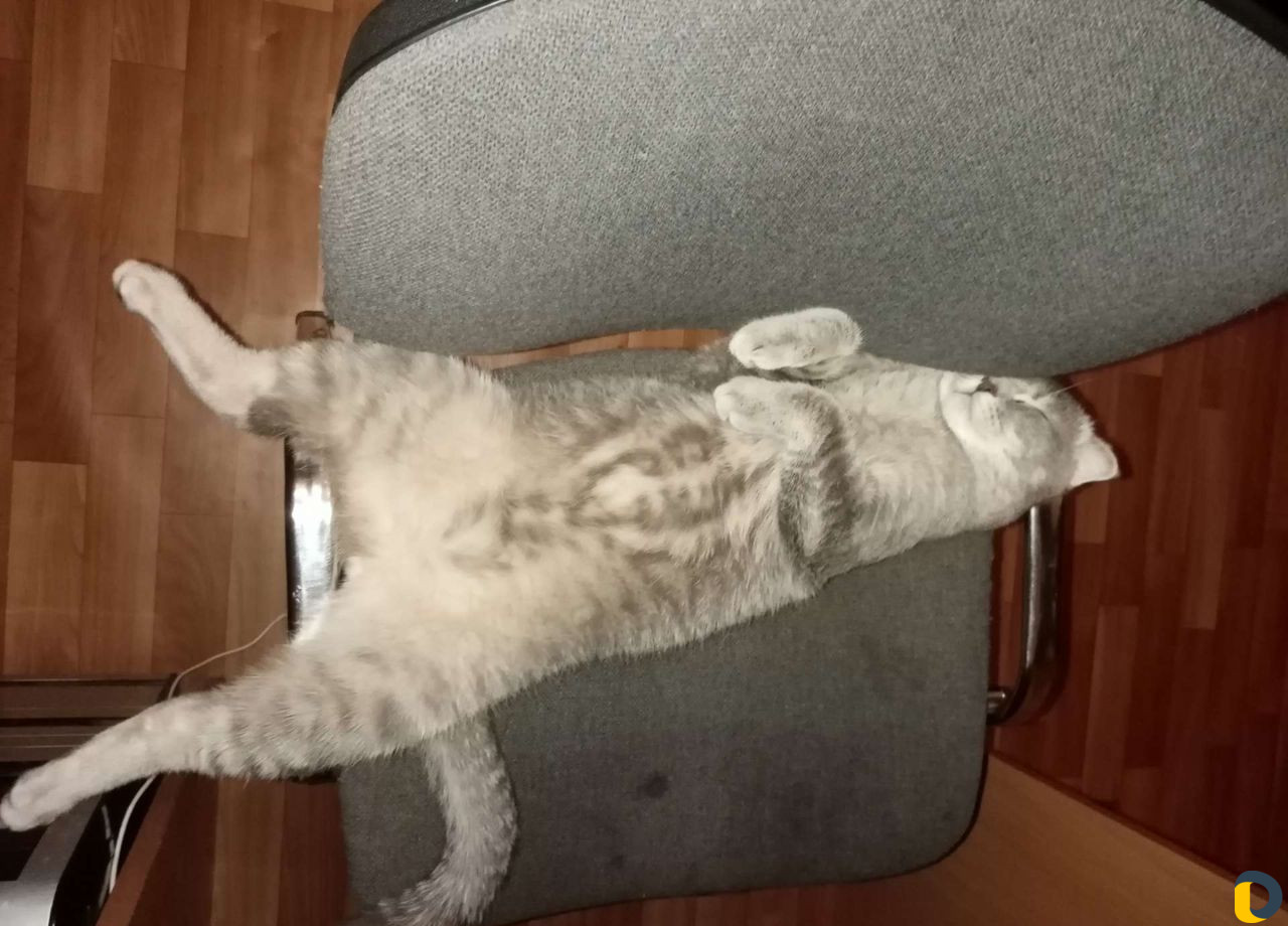 Шотландский вислоухий кот для вязки