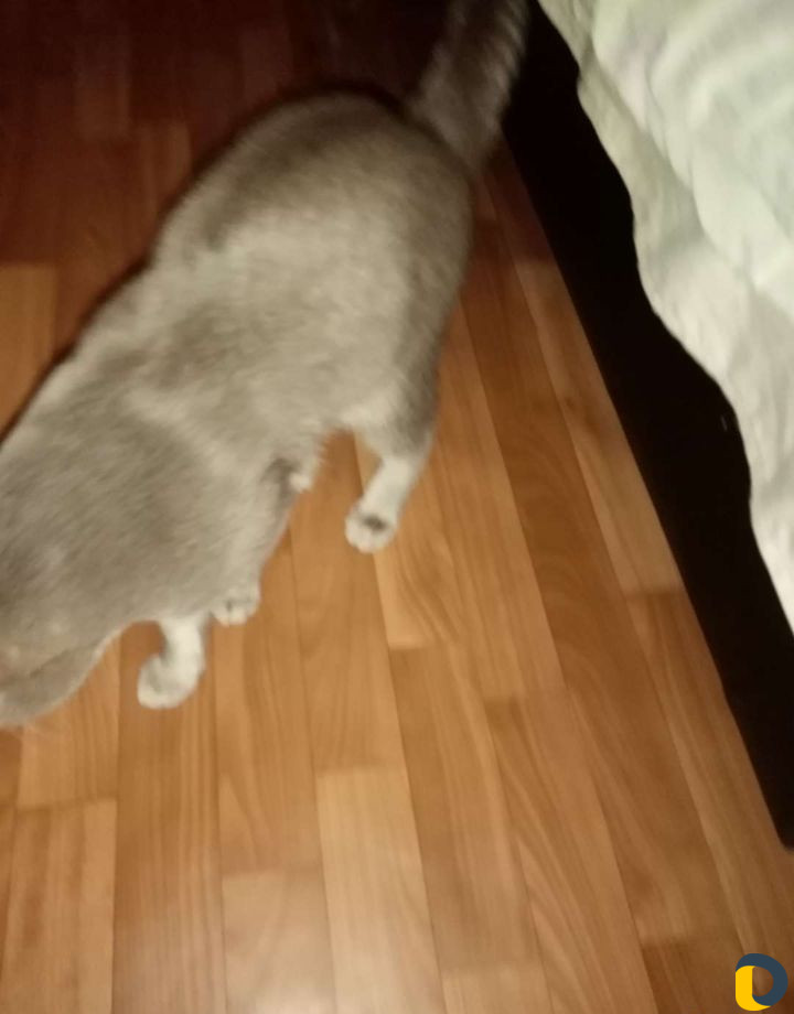 Шотландский вислоухий кот для вязки