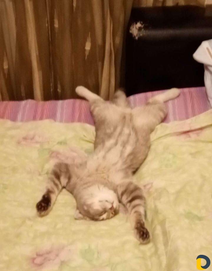 Шотландский вислоухий кот для вязки