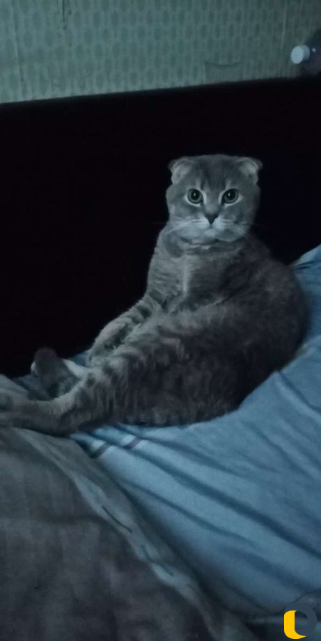Шотландский вислоухий кот для вязки
