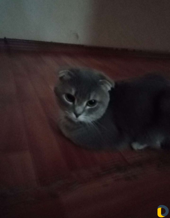 Шотландский вислоухий кот для вязки