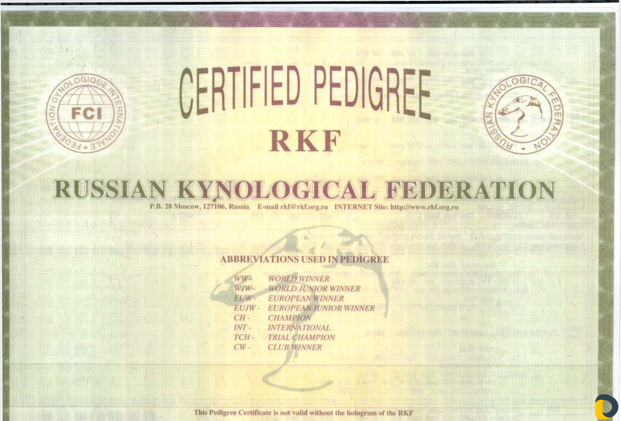 Случка вязка Лабрадор