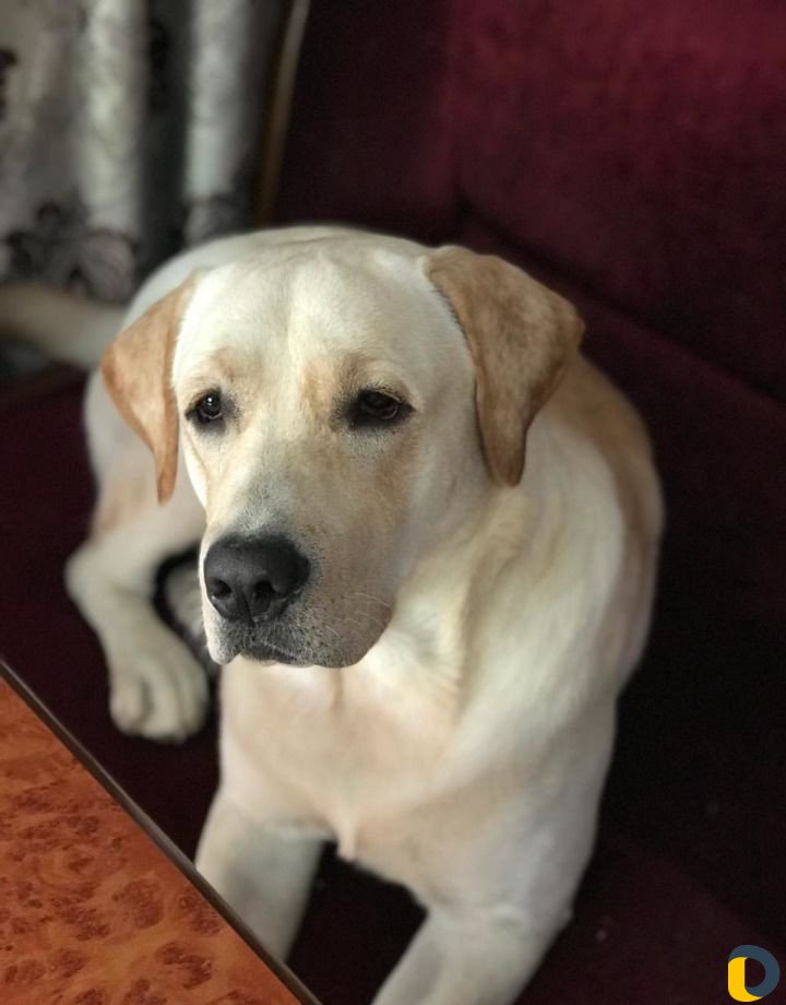 Случка вязка Лабрадор