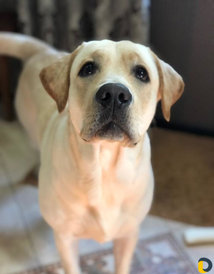 Случка вязка Лабрадор