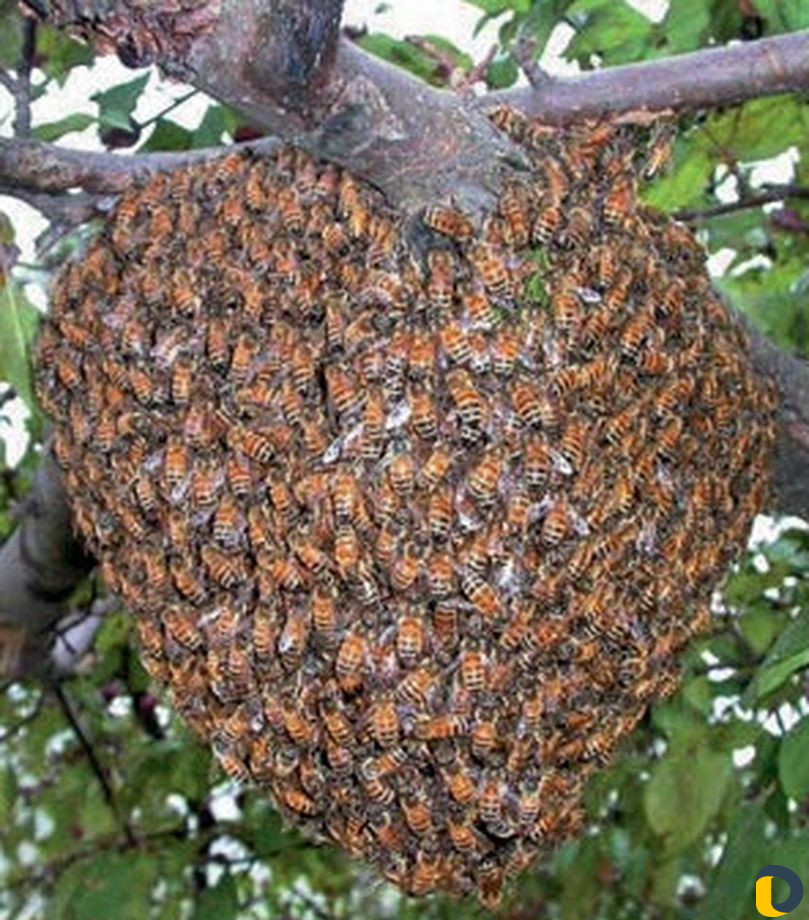 Сниму рой пчёл