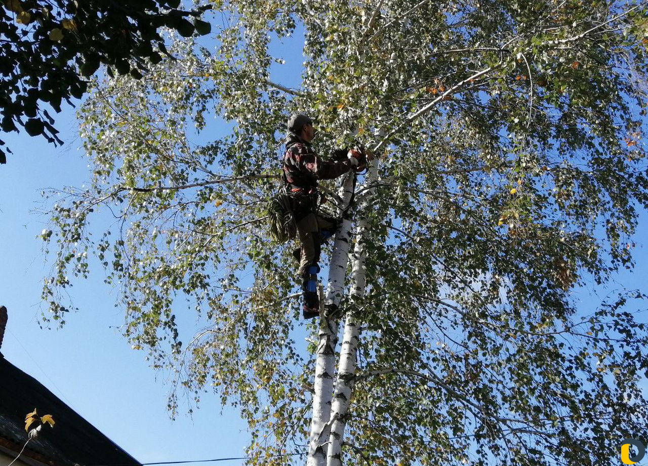 Спил деревьев любой сложности. Очистка участков