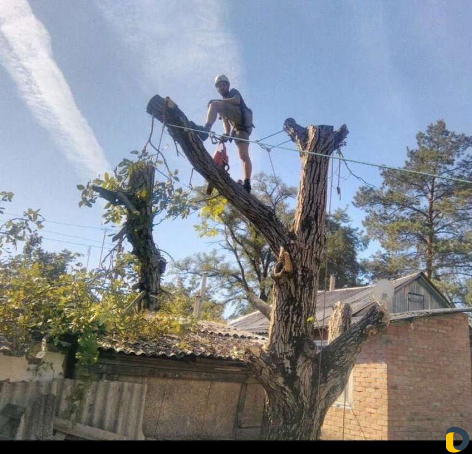 Спил деревьев любой сложности