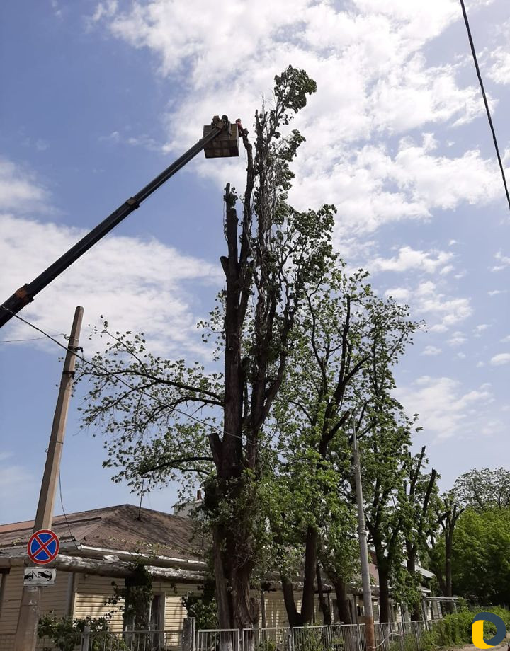 Спил деревьев любой сложности