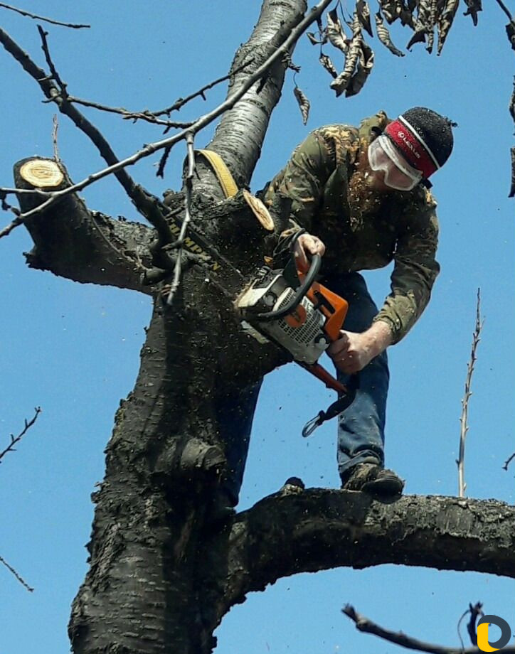 Спил деревьев, пилим деревья, пильщик, вальщик