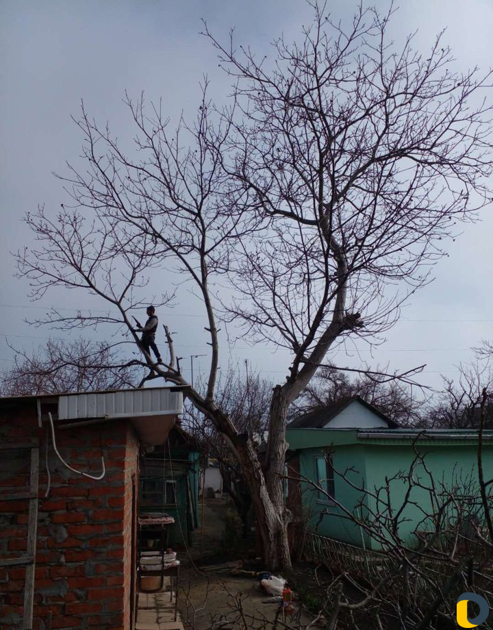 Спил деревьев, Покос травы, Чистка територии