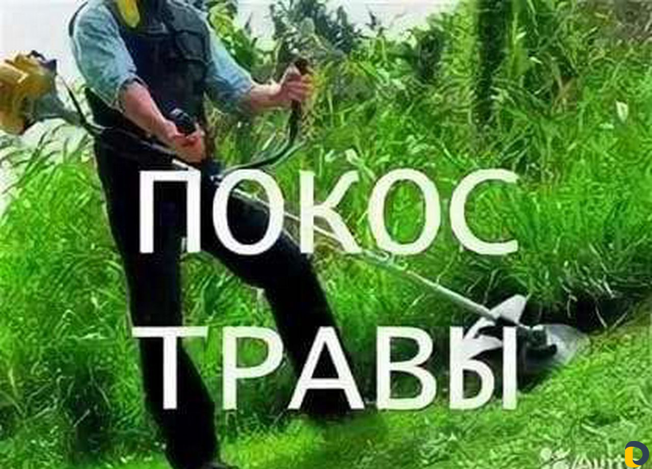 Спил деревьев