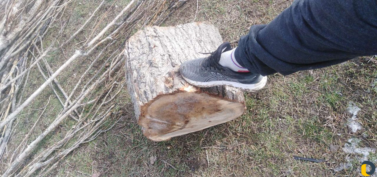 Спил деревьев