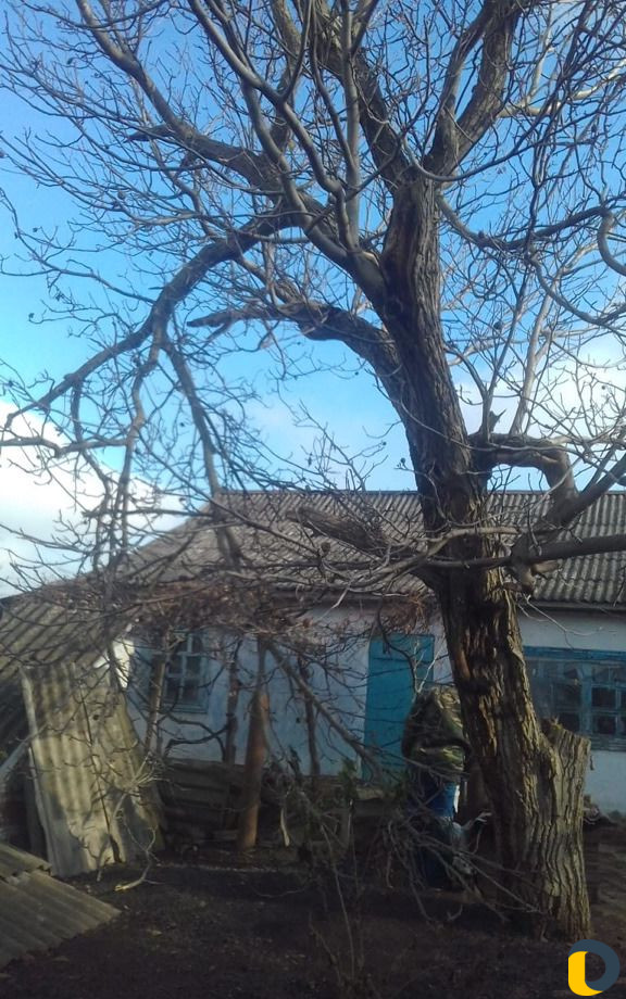 Спил деревьев