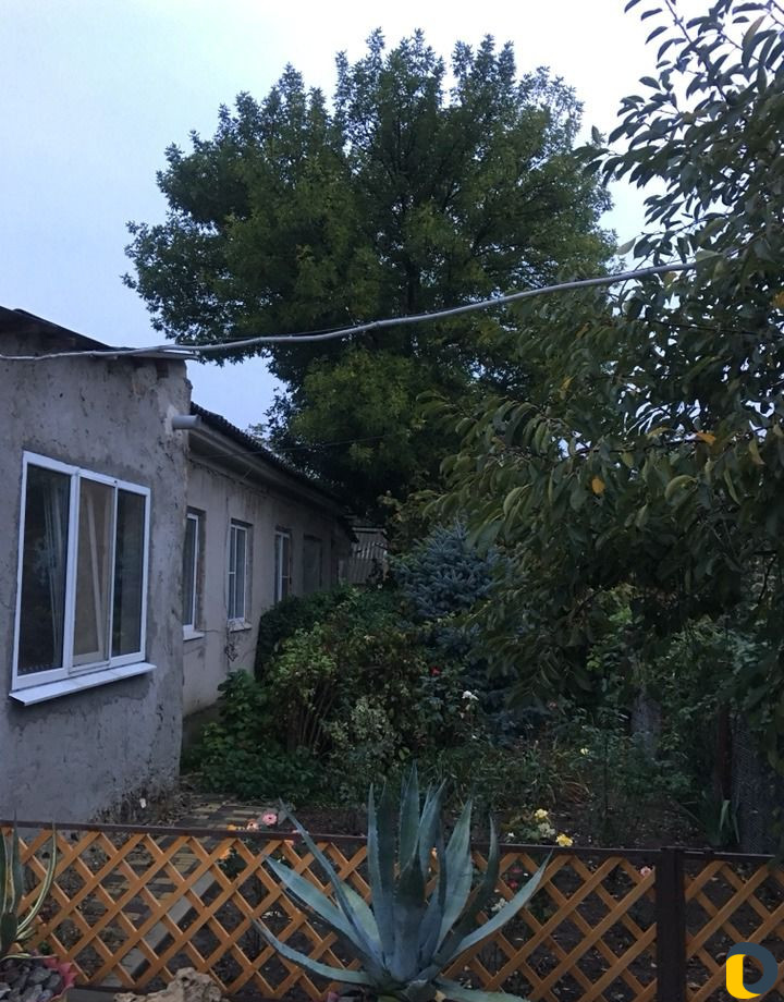 Спил деревьев