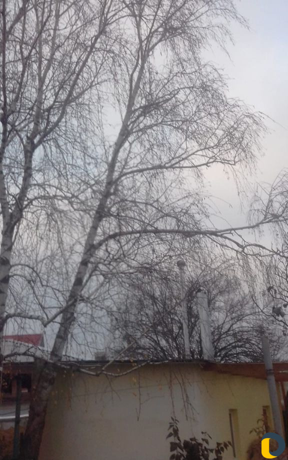 Спил деревьев