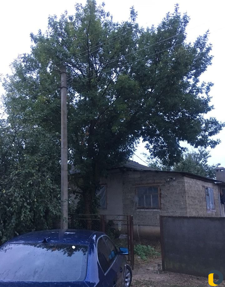 Спил деревьев