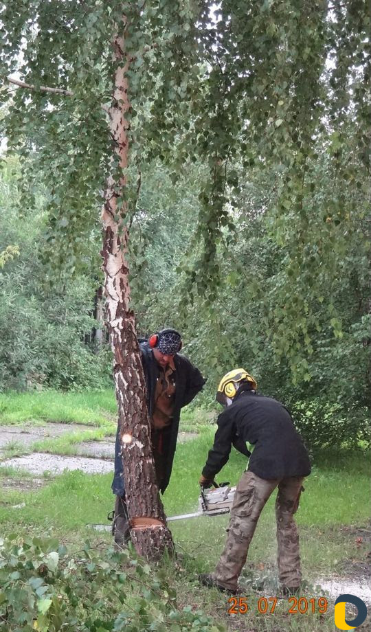 Спил деревьев