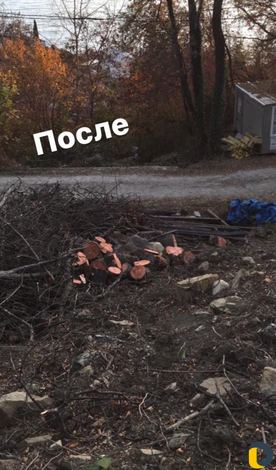 Спил деревьев