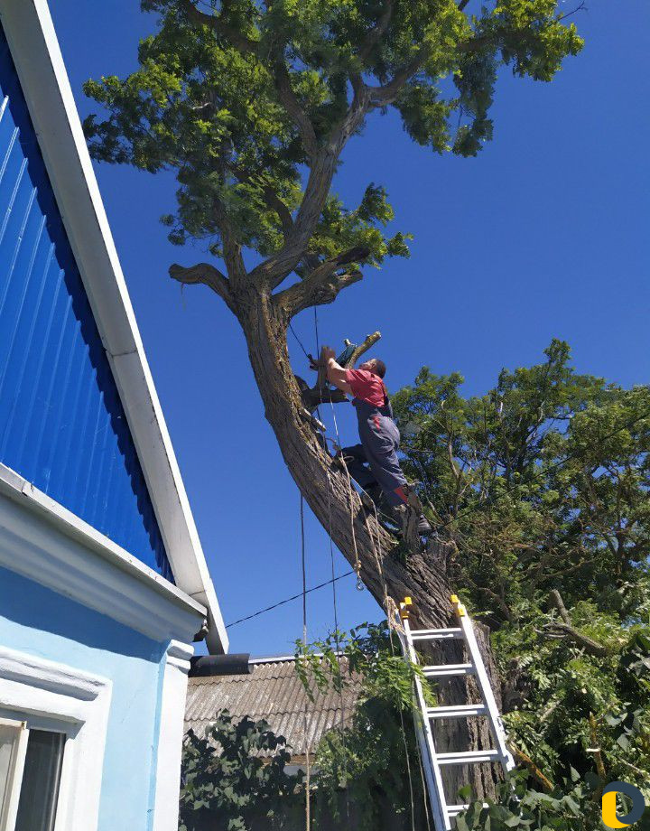 Спил деревьев