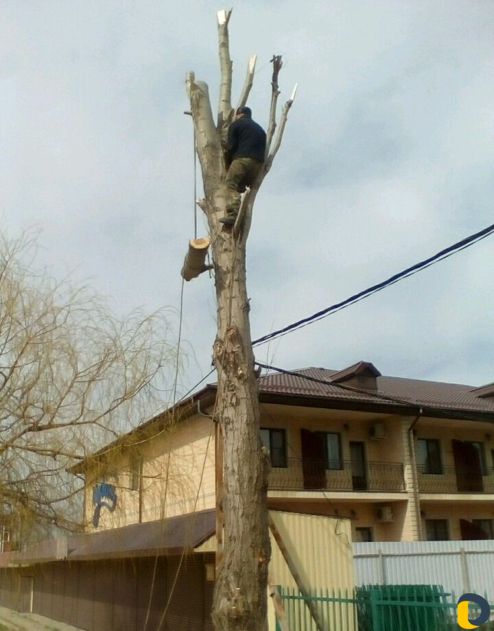 Спил деревьев