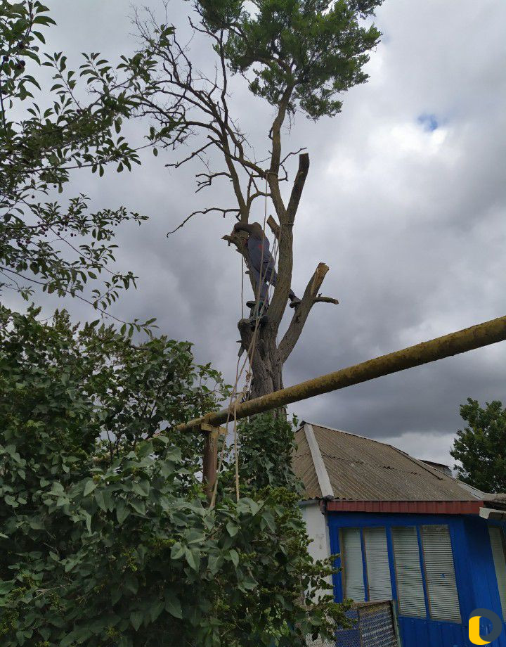 Спил деревьев