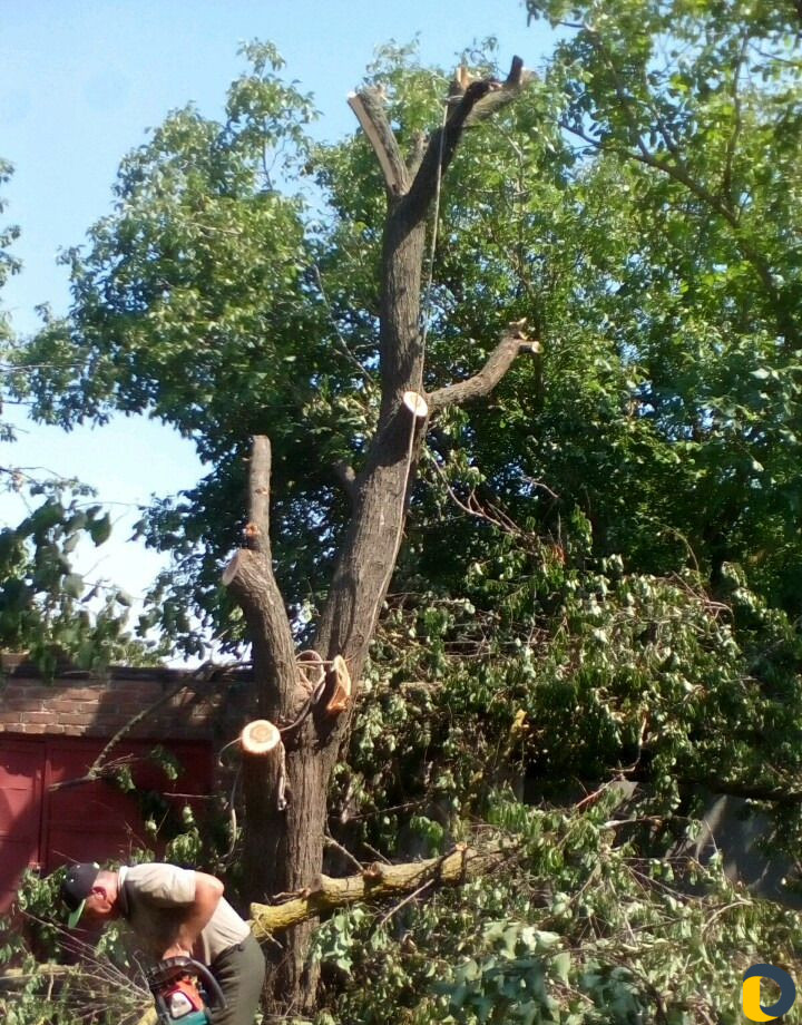 Спил деревьев