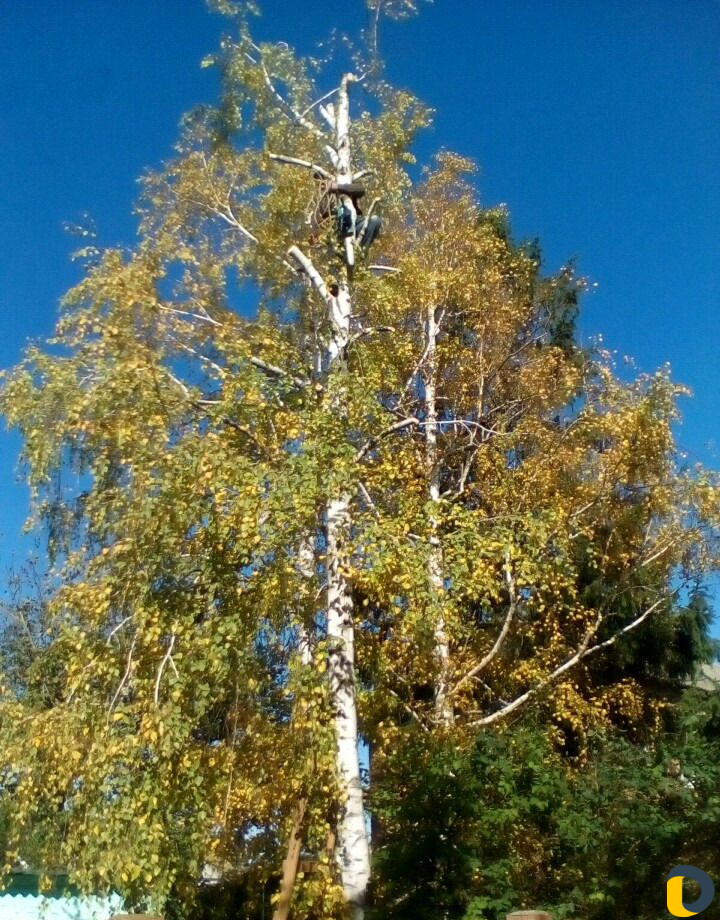 Спил деревьев