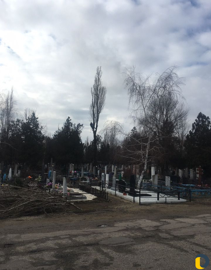 Спил деревьев