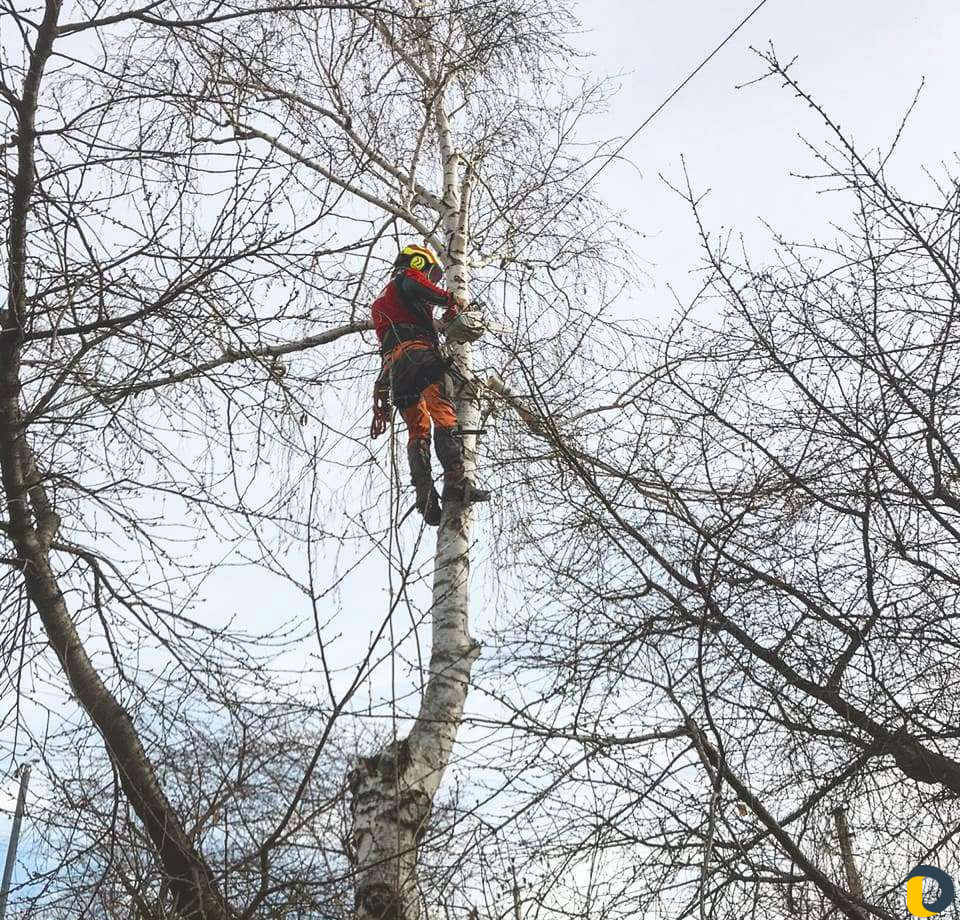 Спил деревьв