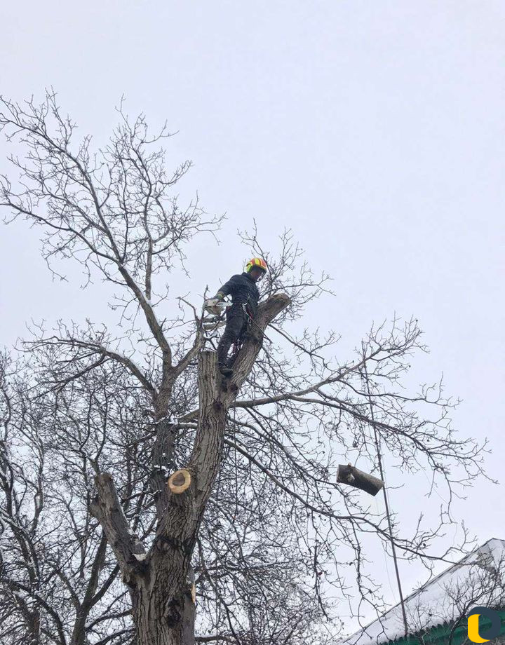 Спил деревьв