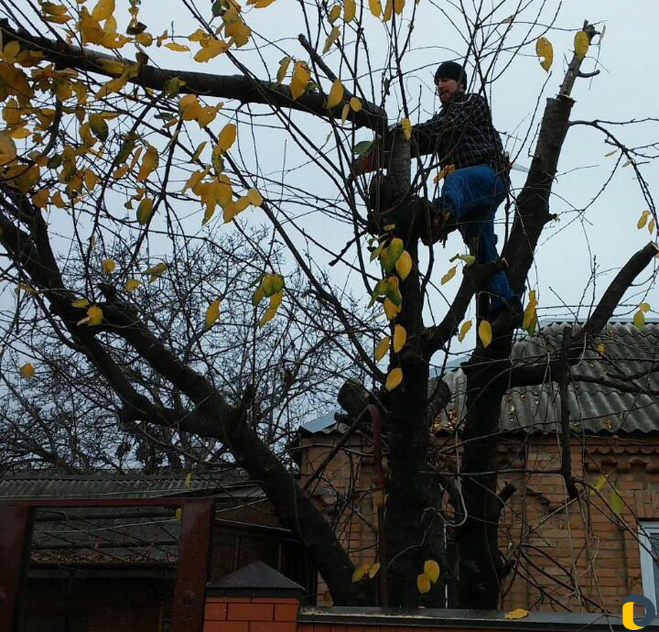 Спил деревья косим траву