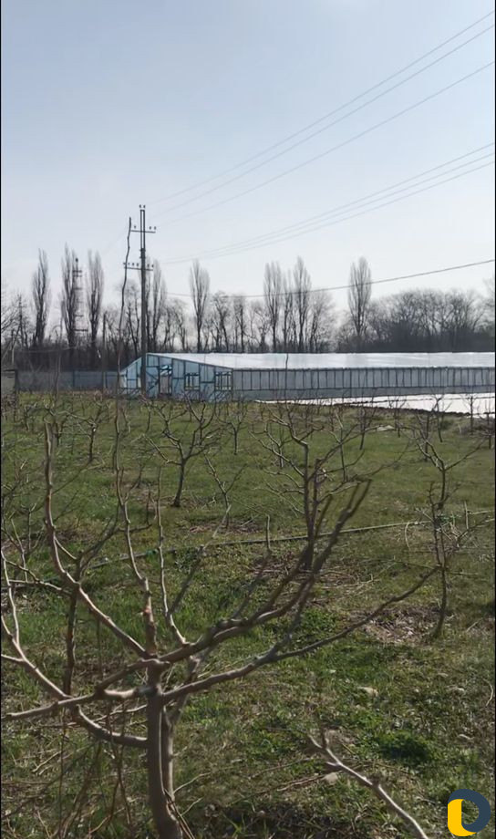 Спил, обрезка и формировка деревьев