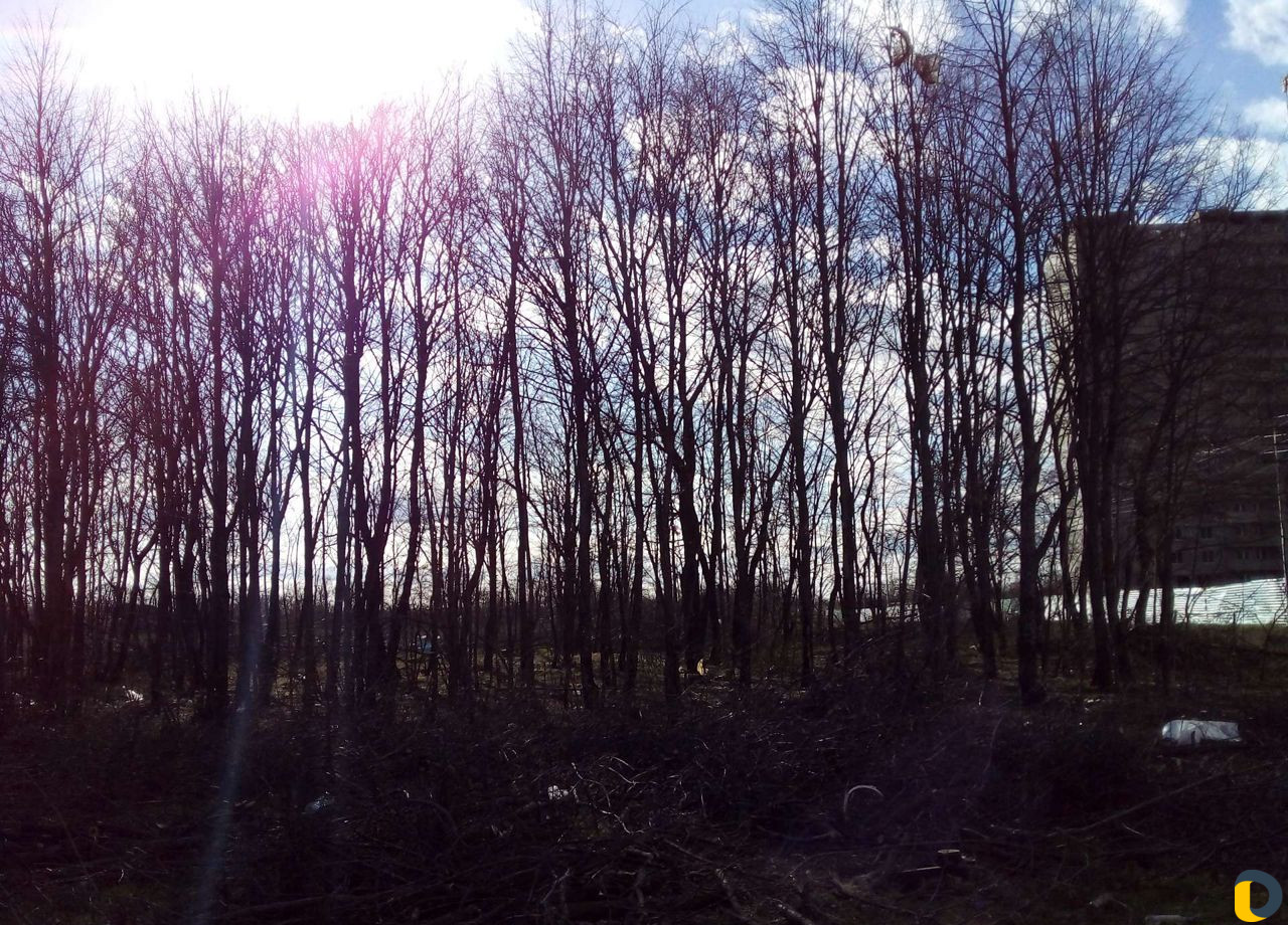 Спил валка деревьев,выкорчевка пней,уборка участка