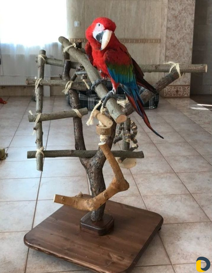 Стенд игровой для попугая