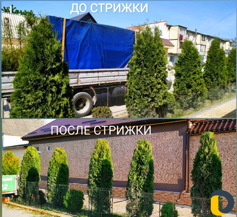 Стрижка декоративных деревьев и кустарников