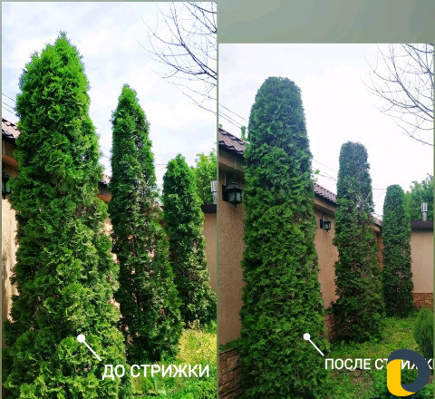 Стрижка декоративных деревьев и кустарников