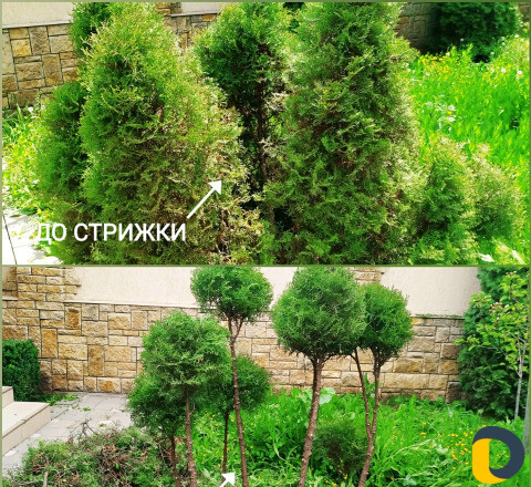 Стрижка декоративных деревьев и кустарников