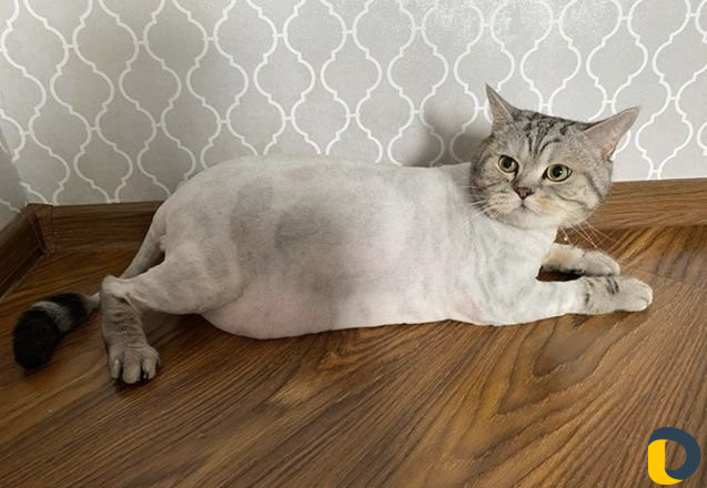 Стрижка кошек без укола
