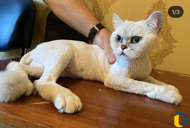 Стрижка кошек без укола