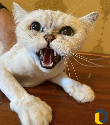 Стрижка кошек без укола