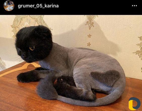 Стрижка кошек без укола