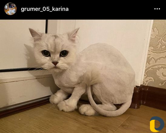 Стрижка кошек без укола