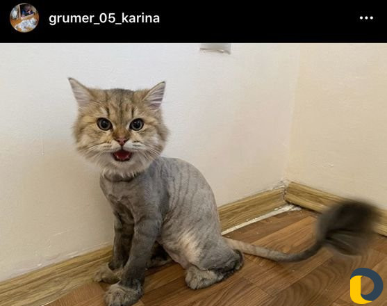 Стрижка кошек без укола