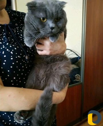 Стрижка кошек / экспресс-линька кошек и собак