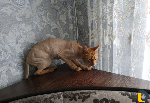 Стрижка кошек / экспресс-линька кошек и собак