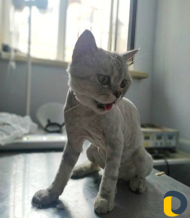 Стрижка кошек / экспресс-линька кошек и собак