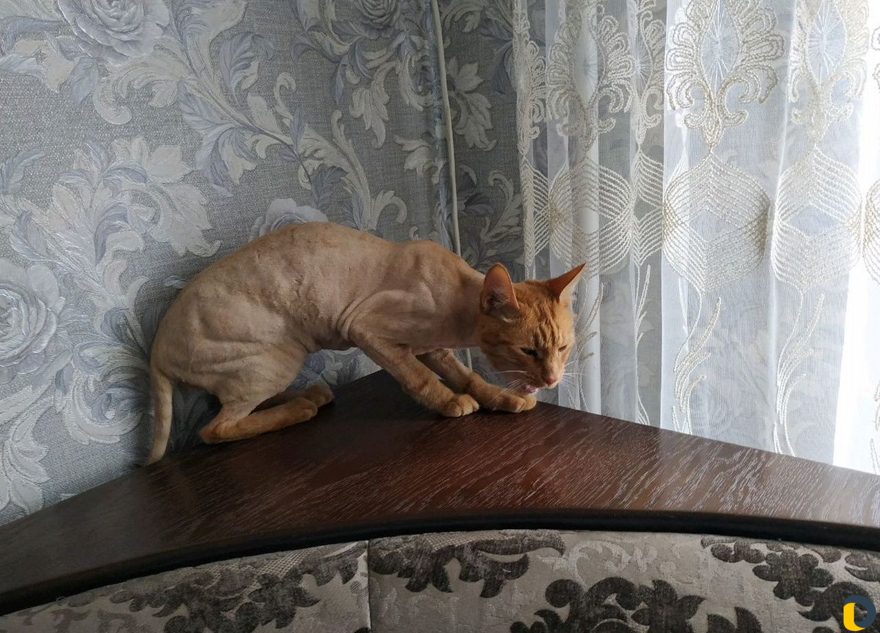 Стрижка кошек / экспресс-линька кошек и собак