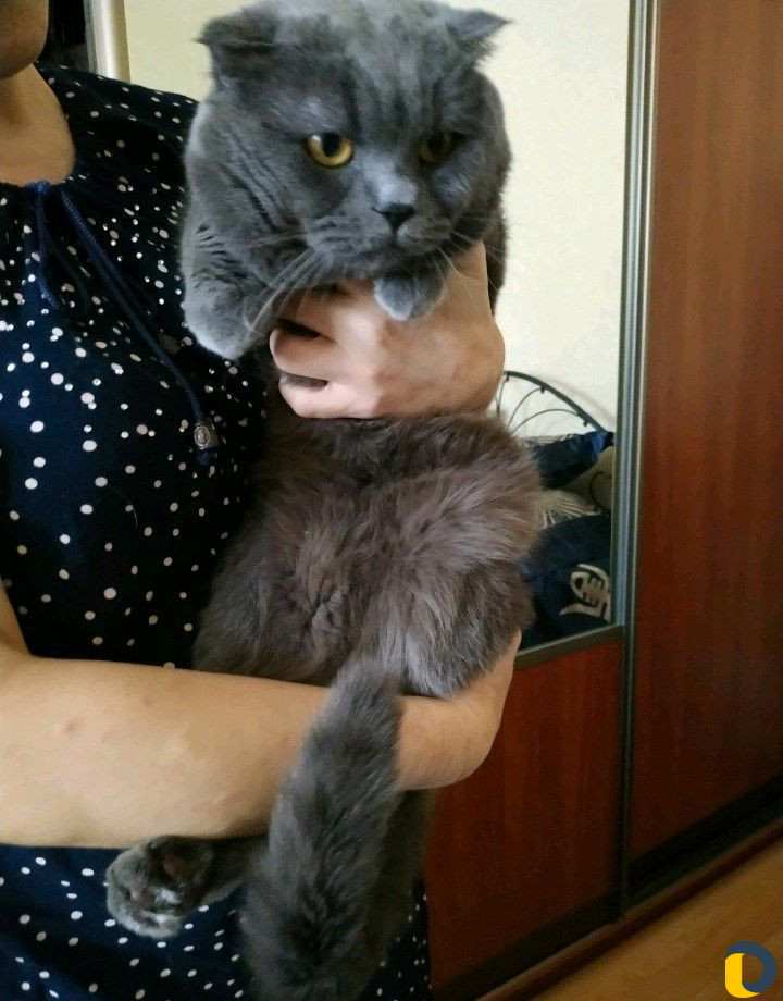 Стрижка кошек / экспресс-линька кошек и собак